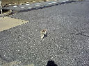 DSC0016.jpg
